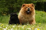 CHOW CHOW 528
